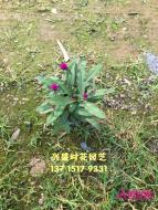 千日红