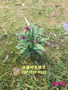 千日红